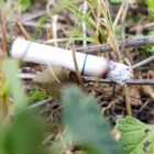 tabaco e meio ambiente